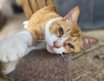 Pumpkin -  Domestic Short Hair and Tabby Cat for Adoption in Attalla, Alabama - Pumpkin | PetCurious