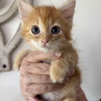 Garfield -  Tabby Cat for Adoption - Garfield | PetCurious