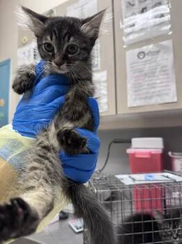JANE -  Domestic Short Hair Cat for Adoption in Las Vegas, Nevada - JANE | PetCurious