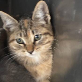 Spider -  Domestic Short Hair Cat for Adoption in San Antonio, Texas - Spider | PetCurious