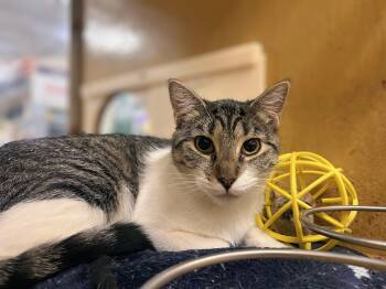 Irina -  Domestic Short Hair Cat for Adoption in Pearland, Texas - Irina | PetCurious
