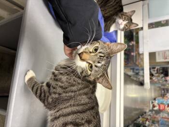 Rescue Domestic Short Hair Cats for Adoption in Zimmerman, Minnesota - Samuel | PetCurious