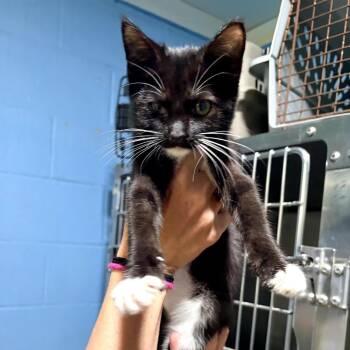 Aggie -  Domestic Short Hair Cat for Adoption in Newport, North Carolina - Aggie | PetCurious