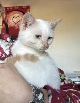Siamese and Domestic Short Hair Cats Available for Adoption - Kitsune | PetCurious