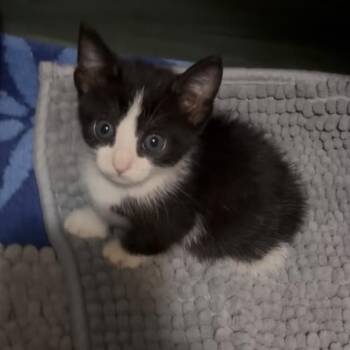 Kinsey -  Siamese and Domestic Short Hair Cat for Adoption in Buffalo, Minnesota - Kinsey | PetCurious