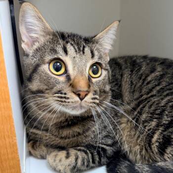TJ -  Domestic Short Hair Cat for Adoption in Champaign, Illinois - TJ | PetCurious