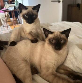 Hansel (und Gretel) -  Domestic Short Hair Cat for Adoption in New York, New York - Hansel (und Gretel) | PetCurious