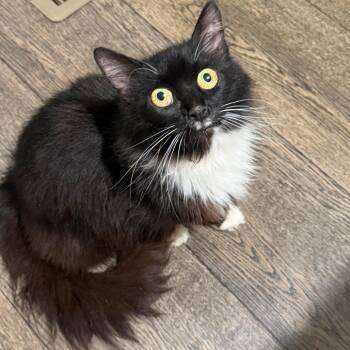 Yennefer -  Domestic Long Hair Cat for Adoption in Lynchburg, Virginia - Yennefer | PetCurious