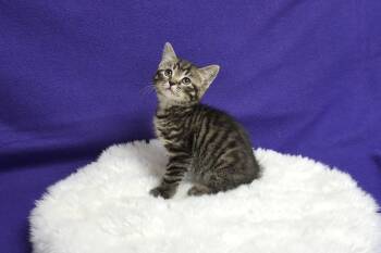 Rescue Domestic Short Hair Cats for Adoption in Fountain Hills, Arizona - Zinnia | PetCurious