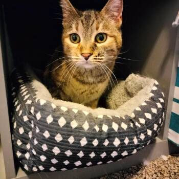 Flour (Biscuits) -  American Shorthair Cat for Adoption in Layton, Utah - Flour (Biscuits) | PetCurious