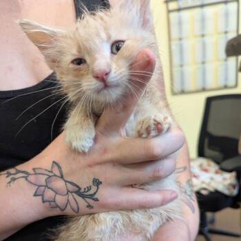 Comma -  Domestic Short Hair Cat for Adoption in Lynchburg, Virginia - Comma | PetCurious