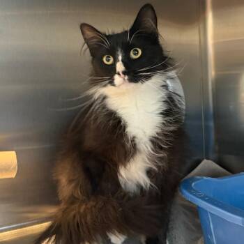 Figaro -  Domestic Medium Hair Cat for Adoption in Cedaredge, Colorado - Figaro | PetCurious