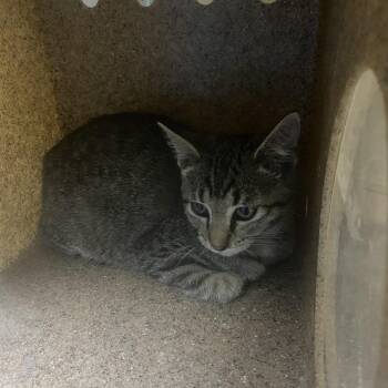 Boulder -  Domestic Short Hair Cat for Adoption in Cheyenne, Wyoming - Boulder | PetCurious