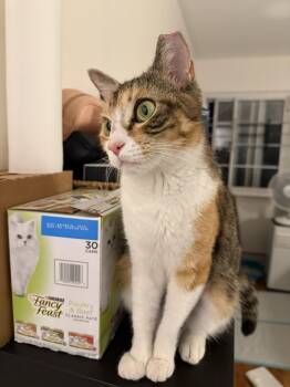 Winter Melon -  Domestic Short Hair Cat for Adoption in New York, New York - Winter Melon | PetCurious