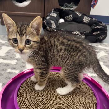 Austina -  Domestic Short Hair Cat Available for Adoption in West Palm Beach, Florida - Austina | PetCurious