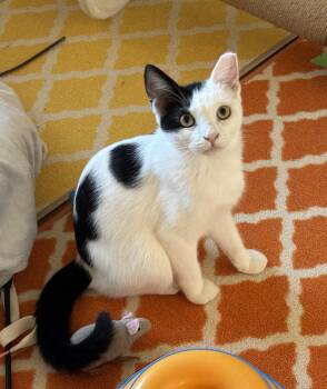 Rescue Domestic Short Hair Cats for Adoption in Sierra Vista, Arizona - Jack | PetCurious