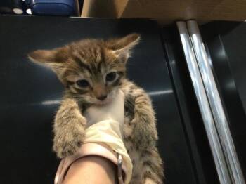 A1919383 -  Domestic Short Hair Cat for Adoption in Thousand Palms, California - A1919383 | PetCurious