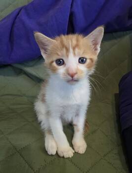 Domestic Short Hair Cats Available for Adoption in Wellington, Kansas - Tofu | PetCurious