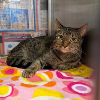 Rescue Domestic Short Hair Cats for Adoption in Kansas City, Missouri - Frosty | PetCurious