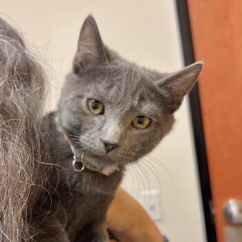Ciggy -  Domestic Short Hair Cat for Adoption in Sonora, California - Ciggy | PetCurious