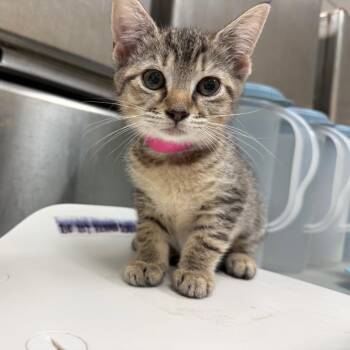 Sweetango -  Domestic Short Hair Cat for Adoption in Lakeland, Florida - Sweetango | PetCurious