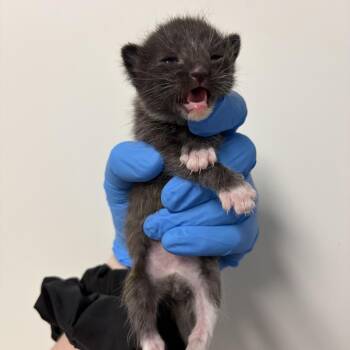 Peter Pan -  Domestic Short Hair Cat for Adoption in Durham, North Carolina - Peter Pan | PetCurious