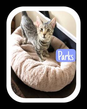 Parks -  Domestic Short Hair Cat for Adoption in The Woodlands, Texas - Parks | PetCurious