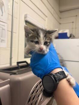 Tabby Cats Available for Adoption in Fruit Heights, Utah - Boris | PetCurious