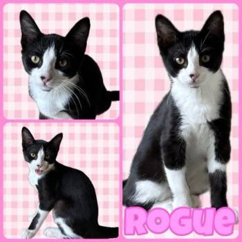 Rogue -  Domestic Short Hair Cat for Adoption in Orangevale, California - Rogue | PetCurious
