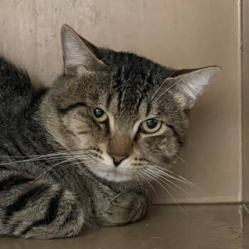 Rescue Domestic Short Hair Cats for Adoption in Flagstaff, Arizona - Moose | PetCurious