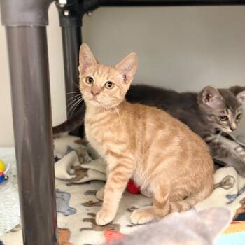 Jacko -  Domestic Short Hair Cat for Adoption in Jacksboro, Tennessee - Jacko | PetCurious