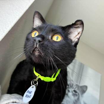 Roast Beef -  Domestic Short Hair Cat for Adoption in Ramona, California - Roast Beef | PetCurious