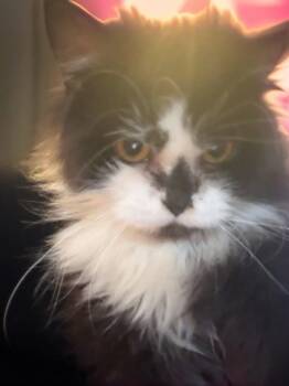 Persian Cats Available for Adoption - Mrs Wiggles | PetCurious
