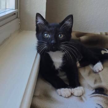 Marlene -  Domestic Short Hair Cat for Adoption in Milan, Illinois - Marlene | PetCurious
