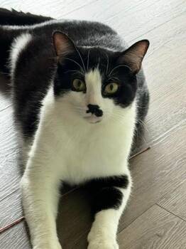 Domestic Short Hair Cats Available for Adoption in Bloomington, Indiana - Mister Mustachio | PetCurious
