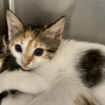 Rock -  Domestic Short Hair Cat for Adoption in West Palm Beach, Florida - Rock | PetCurious