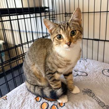 Pancake -  Domestic Short Hair Cat for Adoption in Bellmawr, New Jersey - Pancake | PetCurious