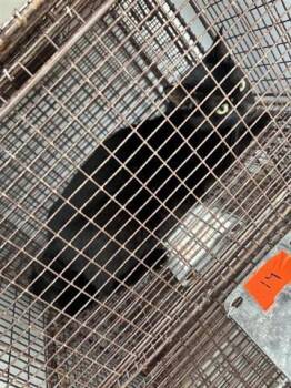 Domestic Short Hair Cats Available for Adoption in Houston, Texas - A654614 | PetCurious