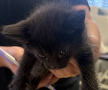 Rescue Domestic Medium Hair Cats for Adoption in Napa, California - Haven | PetCurious