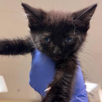 JJ -  Domestic Short Hair Cat for Adoption in Lynchburg, Virginia - JJ | PetCurious