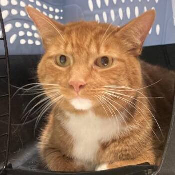 Tucker -  Domestic Short Hair Cat for Adoption in Cincinnati, Ohio - Tucker | PetCurious