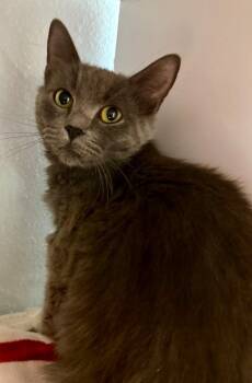 7/15/25 Momma Zoe -  Domestic Medium Hair Cat for Adoption in Stillwater, Oklahoma - 7/15/25 Momma Zoe | PetCurious