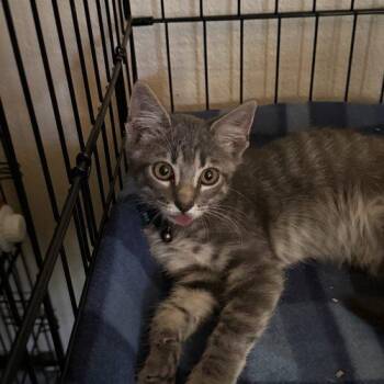 Robb -  Tabby and Domestic Short Hair Cat for Adoption in Edmond, Oklahoma - Robb | PetCurious