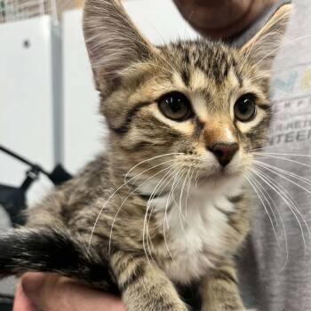Picasso -  Domestic Short Hair Cat for Adoption in Sioux Falls, South Dakota - Picasso | PetCurious