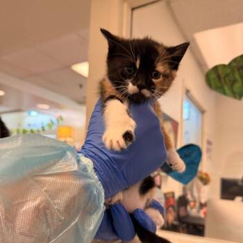Domestic Short Hair Cats Available for Adoption in Los Angeles, California - Prima Ballerina | PetCurious