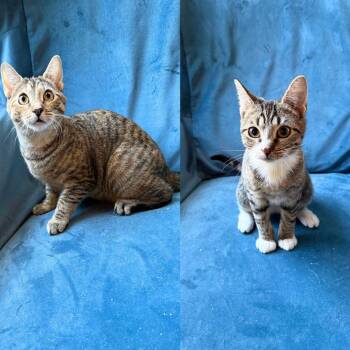 Neon & Xenon -  Domestic Short Hair Cat Available for Adoption - Neon & Xenon | PetCurious