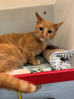 SIUE -  Domestic Short Hair Cat for Adoption in Peoria, Illinois - SIUE | PetCurious