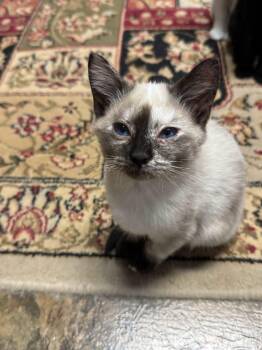 KOALA -  Siamese Cat for Adoption in Powder Springs, Georgia - KOALA | PetCurious