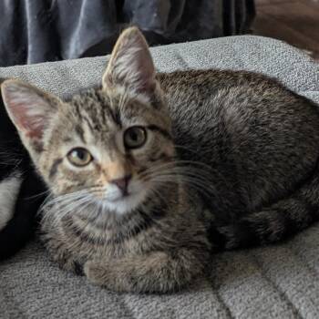 Crystal -  Domestic Short Hair Cat for Adoption in Waynesboro, Pennsylvania - Crystal | PetCurious