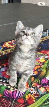Stormy -  Tabby Cat for Adoption in Orlando, Florida - Stormy | PetCurious